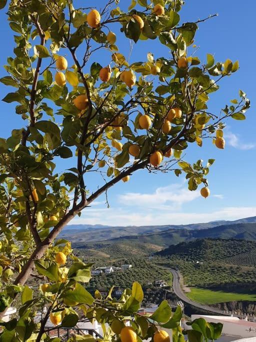 Mirador Del Olivar أولفيرا المظهر الخارجي الصورة